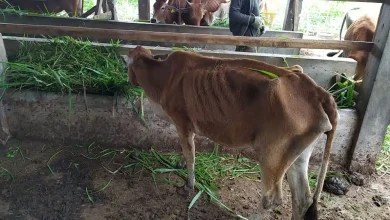 Ilustrasi ternak kurus