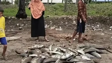 Ratusan Ikan Terdampar di Bima