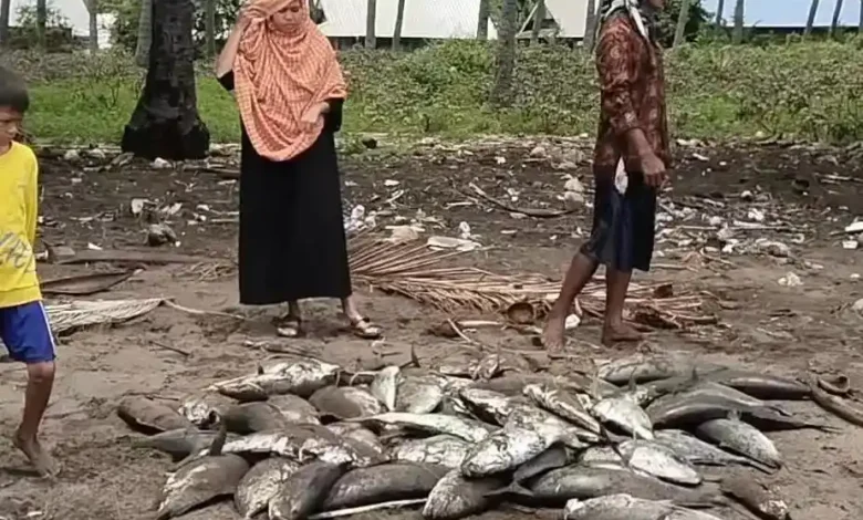 Ratusan Ikan Terdampar di Bima