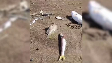 Ikan Mati di Perairan Muara Boa KSB