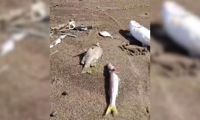 Ikan Mati di Perairan Muara Boa KSB