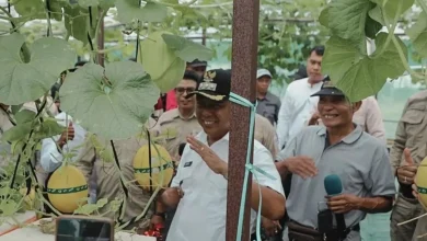 Panen Melon Poto Tano