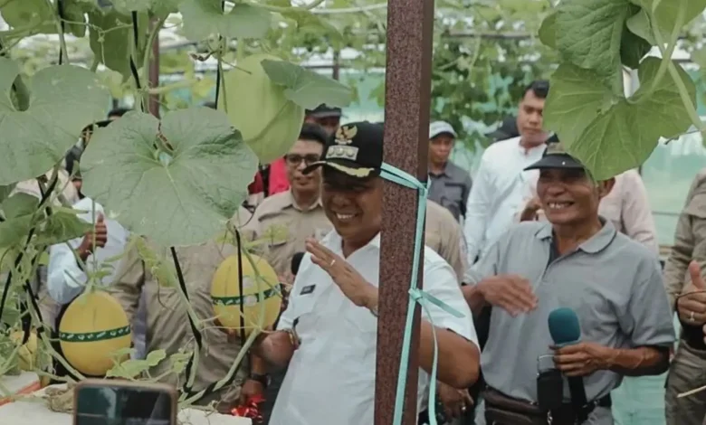 Panen Melon Poto Tano