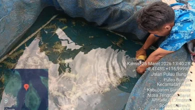 Ribuan Lobster Mati di Pulau Bungin Kabupaten Sumbawa