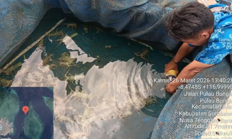 Ribuan Lobster Mati di Pulau Bungin Kabupaten Sumbawa
