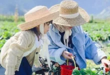 Stroberi Sembalun Lombok Timur Libur Lebaran