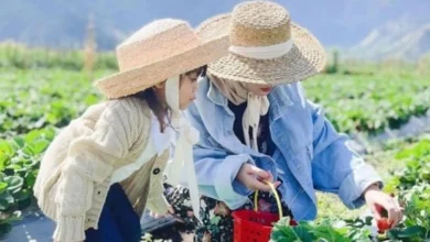Stroberi Sembalun Lombok Timur Libur Lebaran