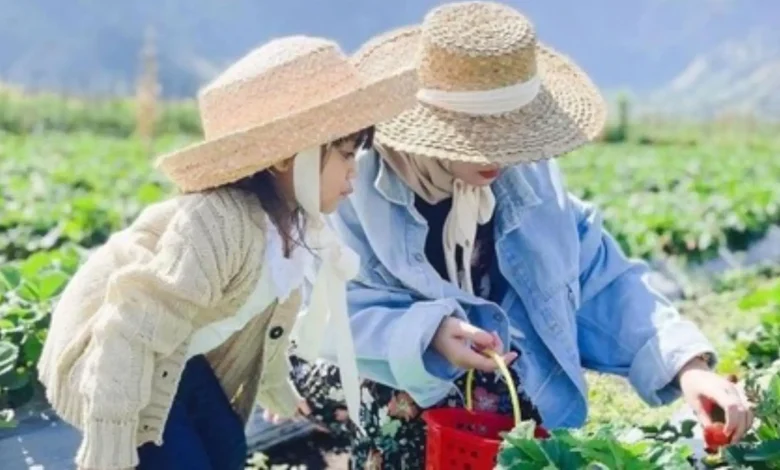Stroberi Sembalun Lombok Timur Libur Lebaran
