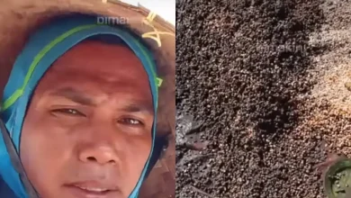 Petani Nata Kabupaten Bima