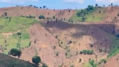 Hutan di Pulau Sumbawa NTB Dijarah Ditanami Jagung