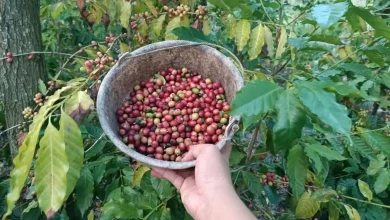 Kopi Desa Segala Anyar Lombok Tengah