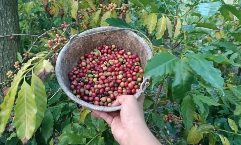 Kopi Desa Segala Anyar Lombok Tengah