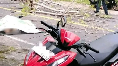 Korban Pohon Tumbang di Lombok Tengah