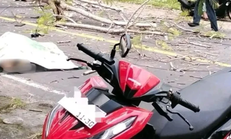 Korban Pohon Tumbang di Lombok Tengah
