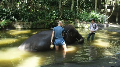 Aktivitas Memandikan Gajah di Lombok Wildlife Park