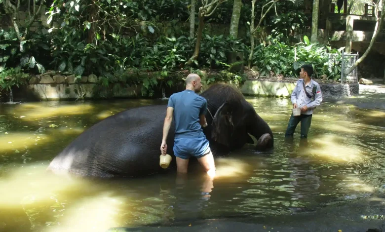 Aktivitas Memandikan Gajah di Lombok Wildlife Park