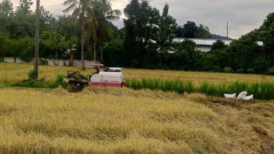 Pertanian di Lombok Barat