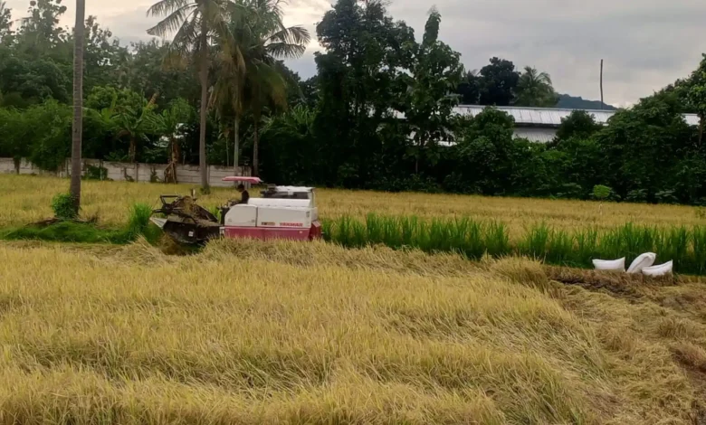 Pertanian di Lombok Barat