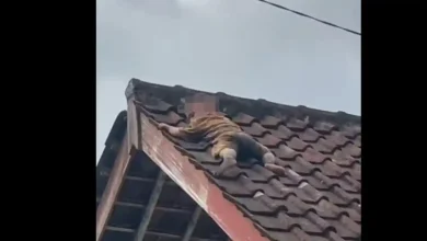 Seorang balita ditemukan merayap di atas atap rumah milik warga Kelurahan Gonjak, Kecamatan Praya, Kabupaten Lombok Tengah, NTB.