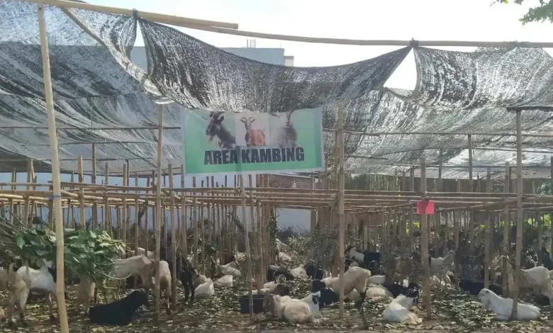 Lapak Hewan Kurban di Kota Mataram