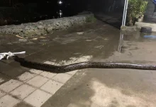 Warga Labuapi Berhadapan dengan Ular Sanca Tiga Meter