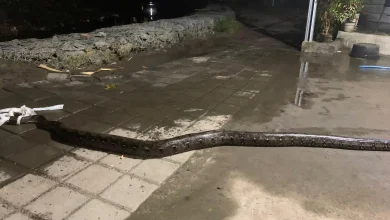 Warga Labuapi Berhadapan dengan Ular Sanca Tiga Meter