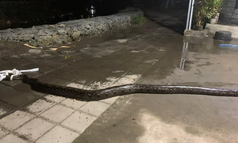 Warga Labuapi Berhadapan dengan Ular Sanca Tiga Meter