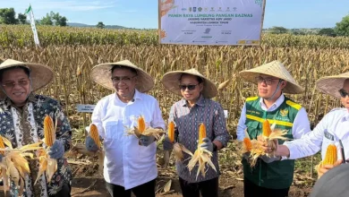 Panen Raya Baznas RI di Lombok Timur NTB