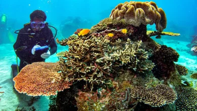 AMMAN Raih Predikat PROPER Hijau 2026