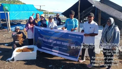 Satu Ton Bibit Rumput Laut Masuk Tanjung Bele Sumbawa