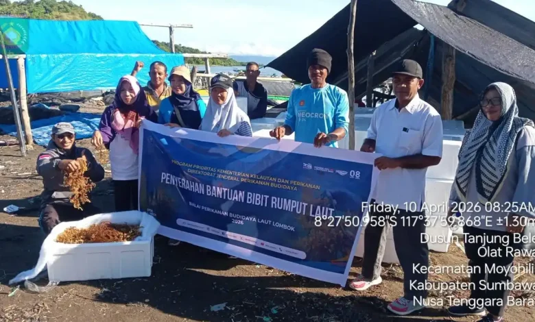 Satu Ton Bibit Rumput Laut Masuk Tanjung Bele Sumbawa