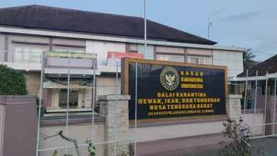 Balai Karantina Hewan Ikan dan Tumbuhan NTB Pengiriman Sapi