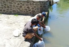 Benih Ikan DKP Sumbawa