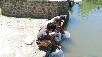Benih Ikan DKP Sumbawa