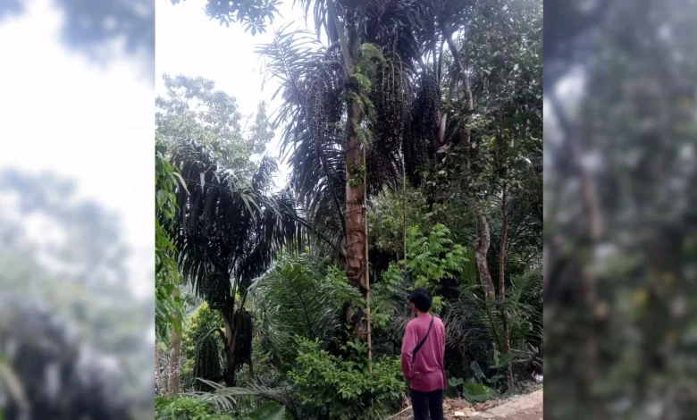Gula Aren Gunungsari