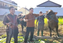 Bank Dinar Salurkan 25 Sapi Kurban Limosin Senilai Rp1 Miliar untuk Masyarakat NTB