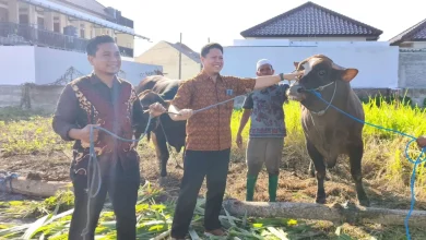 Bank Dinar Salurkan 25 Sapi Kurban Limosin Senilai Rp1 Miliar untuk Masyarakat NTB