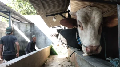 Dinas Pertanian Lombok Barat Hewan Kurban
