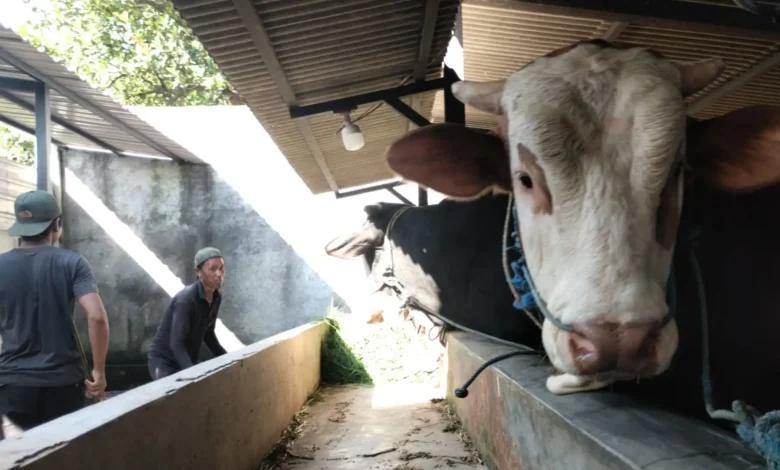 Dinas Pertanian Lombok Barat Hewan Kurban