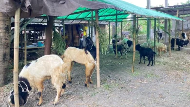 Lapak Hewan Kurban di Lombok Tengah