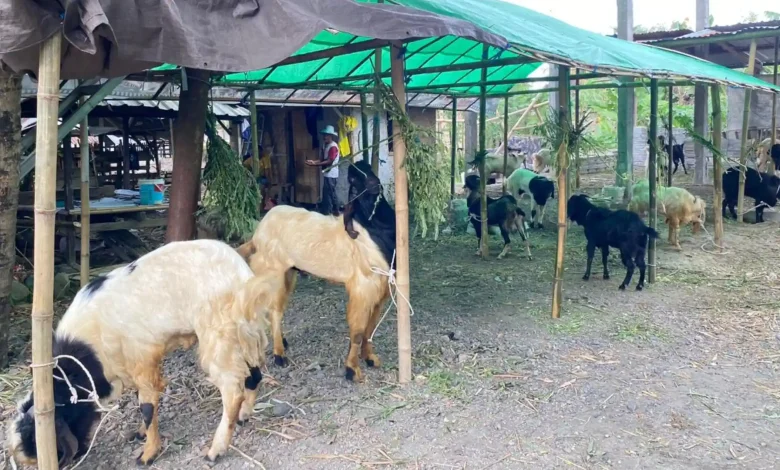 Lapak Hewan Kurban di Lombok Tengah