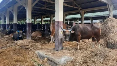 Sapi Hewan Kurban di Lombok