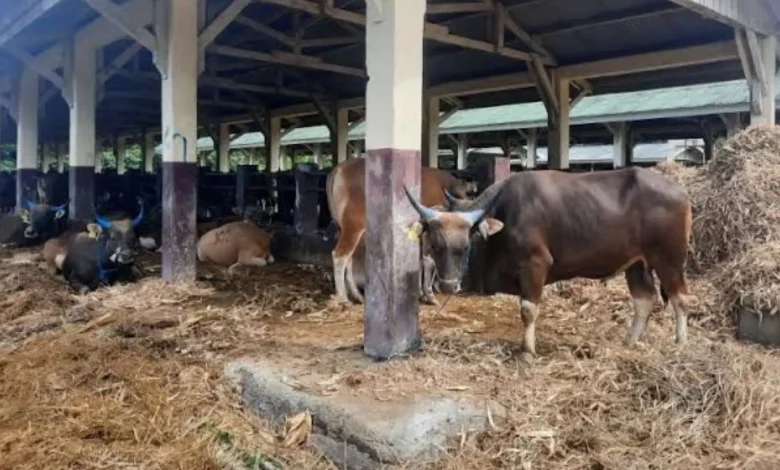 Sapi Hewan Kurban di Lombok