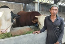Sapi Satu Ton di Lombok Barat Masuk Nominasi Tiga Besar Banmaspres