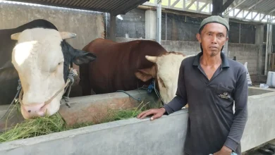 Sapi Satu Ton di Lombok Barat Masuk Nominasi Tiga Besar Banmaspres