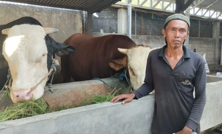 Sapi Satu Ton di Lombok Barat Masuk Nominasi Tiga Besar Banmaspres