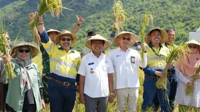 Petani KSB Raup Panen Dua Kali Lipat bersama AMMAN
