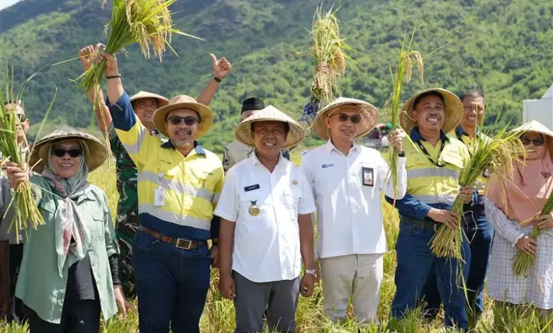 Petani KSB Raup Panen Dua Kali Lipat bersama AMMAN