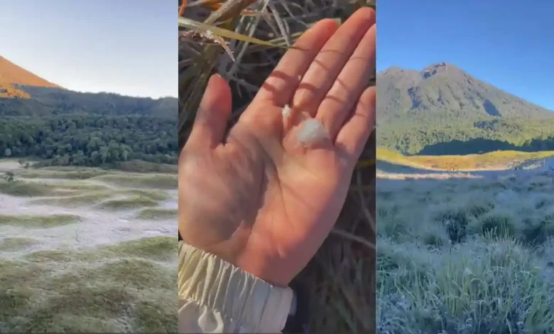 Kondisi Savana Propok di jalur pendakian Gunung Rinjani, Senin, 1 Juni 2026.