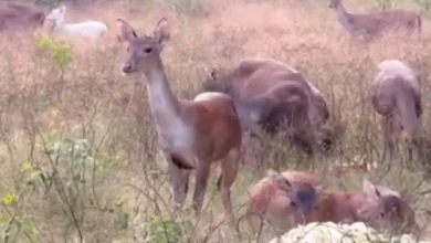 Penampakan kawanan rusa yang ada di Gili Trawangan yang saat ini jadi magnet wisata baru.